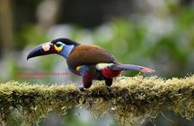Bird Photography Tours - Ecuador & Mindo by Richard Hernandez
