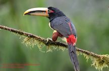 Bird Photography Tours - Ecuador & Mindo by Richard Hernandez