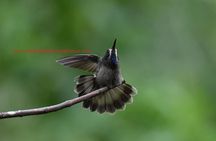 Bird Photography Tours - Ecuador & Mindo by Richard Hernandez