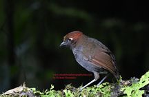 Bird Photography Tours - Ecuador & Mindo by Richard Hernandez