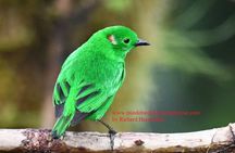 Bird Photography PrivateTour 2DAYS- Mindo Area- Richard Hernandez