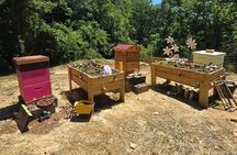 Promise Land Bee Farm Private Tour in Charleston
