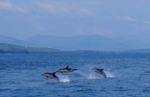 Dolphin Discovery Eco Tour