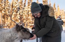 Reindeer Meet and Greet