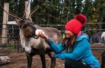 Reindeer Meet and Greet