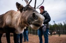 Reindeer Meet and Greet