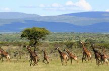 3 Days Unforgettable Masai Mara Safari Tour 
