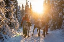 Walking with Reindeer Experience