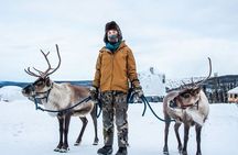 Walking with Reindeer Experience