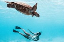 Lagoon and Wildlife Discovery on a Private Boat in Moorea 