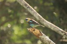 Highlights of Birdwatching and nature in the Pipeline Road 
