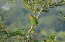 Highlights of Birdwatching and nature in the Pipeline Road 