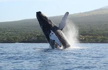 12 Passenger Kaanapali Beach Whale Watch tour. Onboard Whale Mic