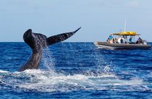 12 Passenger Kaanapali Beach Whale Watch tour. Onboard Whale Mic