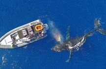 12 Passenger Kaanapali Beach Whale Watch tour. Onboard Whale Mic