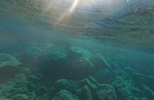 snorkeling ,Turtle Watching in Cyprus