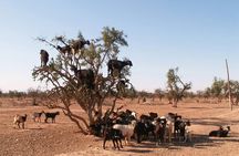 Desert Trip Merzouga Erg Chebbi 6 Days From Agadir via Marrakech