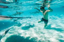 Lagoon and Wildlife Discovery on a Private Boat in Moorea 