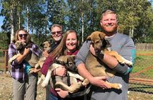 Sled Dog Ride and Scenic Drive from Anchorage