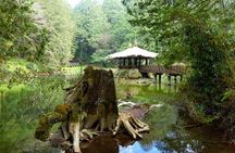 Alishan Join In Day Tour from Taichung (Incl. Park Entrance)