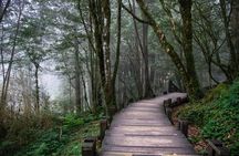 Alishan Join In Day Tour from Taichung (Incl. Park Entrance)