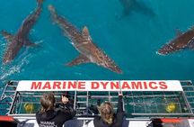 Shark Cage Diving and Viewing with transport from Hermanus