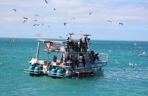 Shark Cage Diving and Viewing with transport from Hermanus
