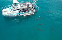 Shark Cage Diving and Viewing with transport from Cape Town