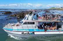 Shark Cage Diving and Viewing with transport from Cape Town