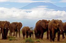 Amboseli National park group day tour from Nairobi