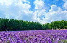 Shirogane Pond and Farm Tomita Day Tour from Sapporo