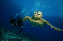 Two Dives and Class for Begginers Divers in Cancun