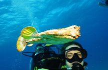 Two Dives and Class for Begginers Divers in Cancun