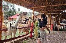 Cusco: Alpaca and Llama Farm Tour with Transfer & Weaving Demo
