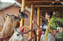 Cusco: Alpaca and Llama Farm Tour with Transfer & Weaving Demo