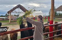 Cusco: Alpaca and Llama Farm Tour with Transfer & Weaving Demo