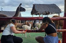 Cusco: Alpaca and Llama Farm Tour with Transfer & Weaving Demo