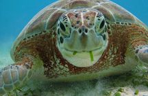 Turtle Snorkeling and Jungle Adventure with Zipline and Rappel