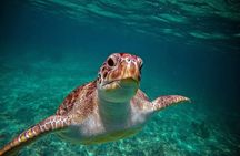 Turtle Snorkeling and Jungle Adventure with Zipline and Rappel