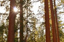 Private Tour of John Muir Redwoods and Sausalito