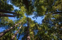Private Tour of John Muir Redwoods and Sausalito