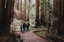Private Tour of John Muir Redwoods and Sausalito
