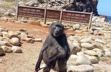 Private Tour: Cape of Good Hope and Penguins from Cape Town