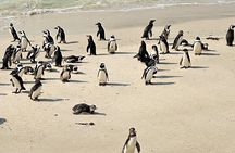 Private Tour: Cape of Good Hope and Penguins from Cape Town