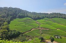 Private Half Day Anakulam Jeep Safari from Munnar