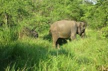 Visit Jeep Safari at Minneriya National Park From Kandy