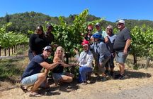  Sonoma Trike and Hike - 3 hour guided tour