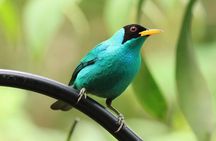 Highlights of Birdwatching and nature in the Pipeline Road 