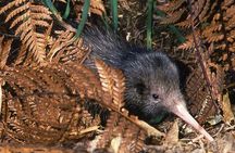 Kiwi Night Encounter at Nga Manu Nature Reserve
