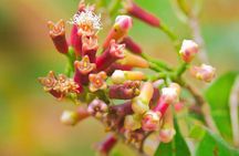 Full day private Zanzibar Jozani Forest Spice Farm with City tour